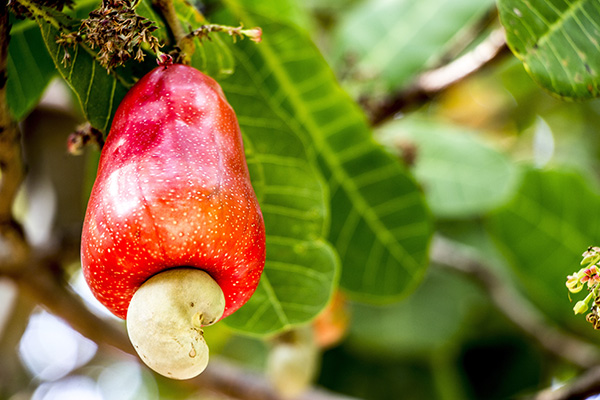 Die Frucht des Cashew-Baums heißt Cashew-Apfel. Daran hängt der Cashew-Kern.